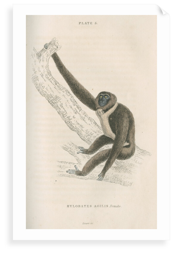 'Hylobates agilis' [Agile gibbon] by William Home Lizars