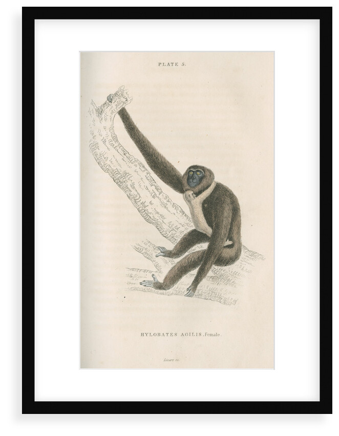 'Hylobates agilis' [Agile gibbon] by William Home Lizars