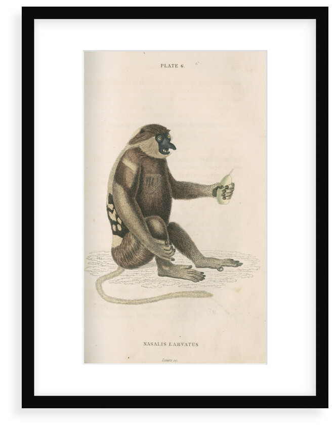 'Nasalis larvatus' [Proboscis monkey] by William Home Lizars