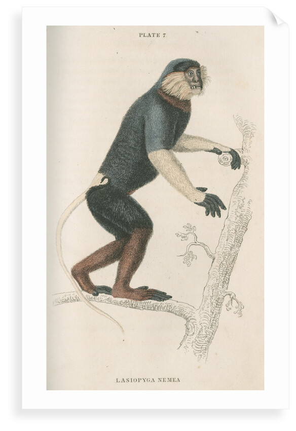 'Lasiopyga nemea' [Douc monkey] by William Home Lizars