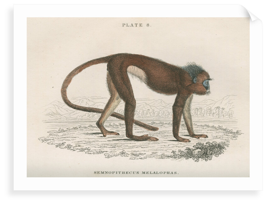 'Semnopithecus melalophas' [Mitred leaf monkey] by William Home Lizars
