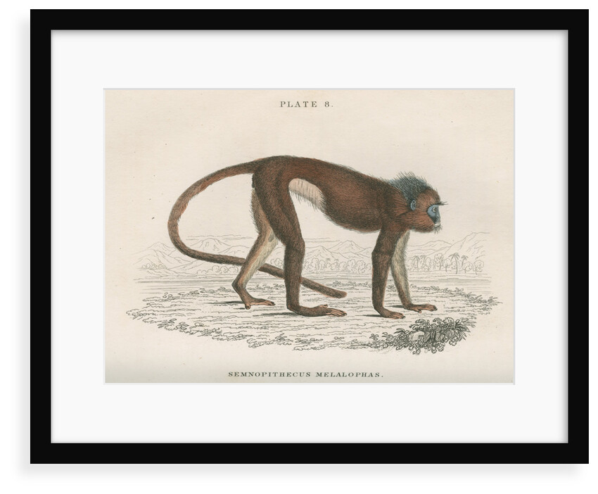 'Semnopithecus melalophas' [Mitred leaf monkey] by William Home Lizars