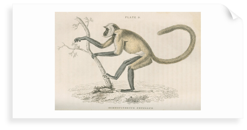 'Semnopithecus entellus' [Grey langur] by William Home Lizars
