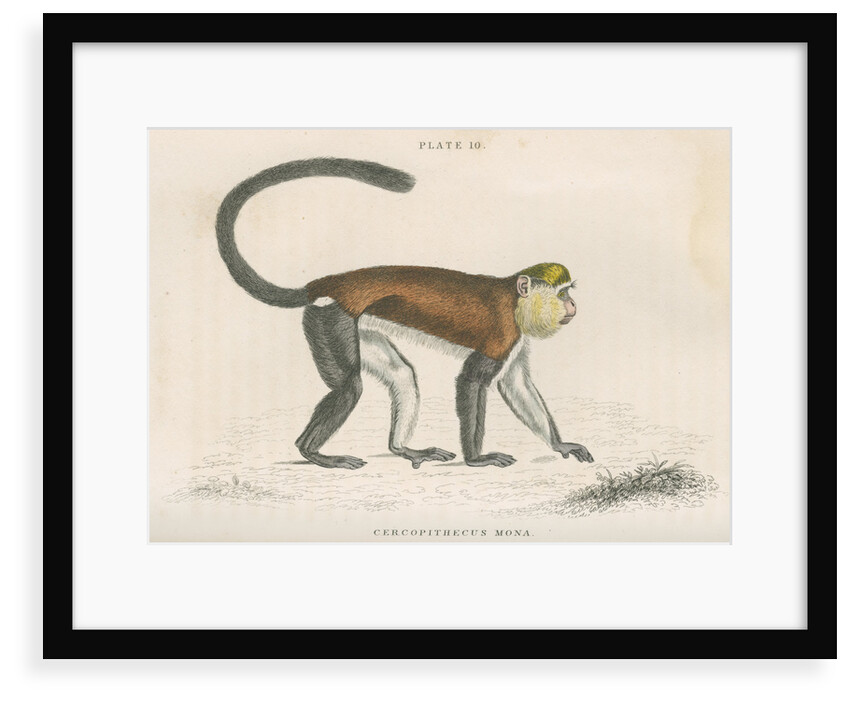 'Cercopithecus mona' [Mona monkey] by William Home Lizars