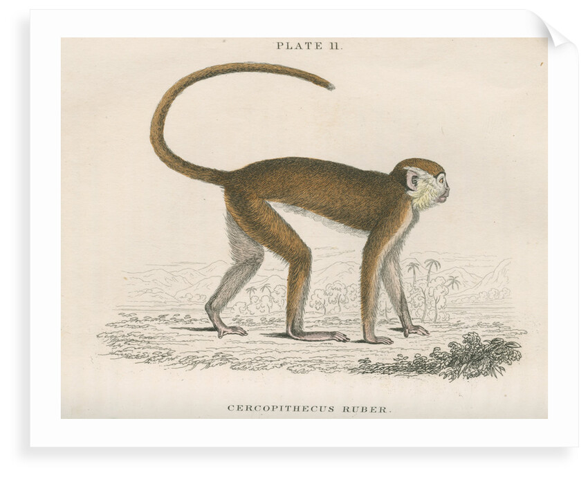'Cercopithecus ruber' [Red monkey] by William Home Lizars
