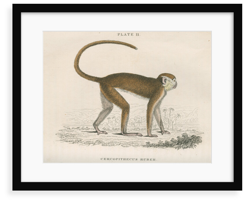 'Cercopithecus ruber' [Red monkey] by William Home Lizars