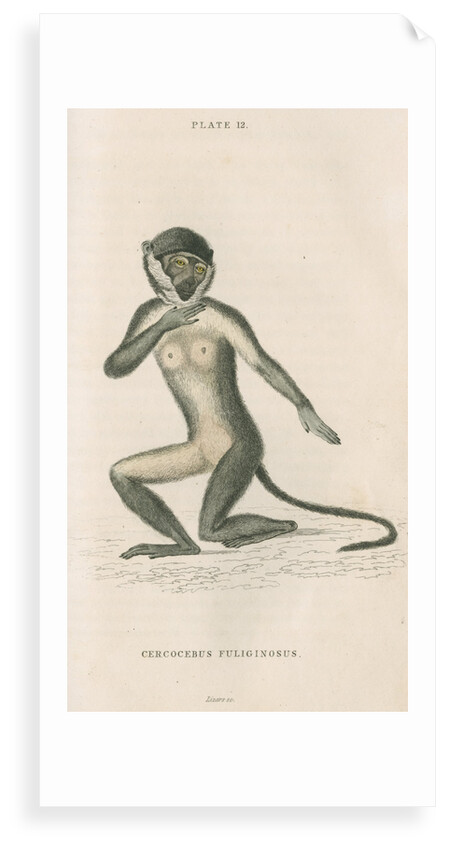 'Cercocebus fuliginosus' [White-eyelid mangabey] by William Home Lizars
