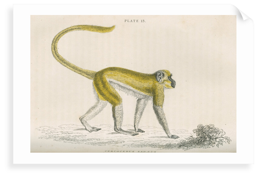'Cercocebus sabaeus' [Green monkey] by William Home Lizars