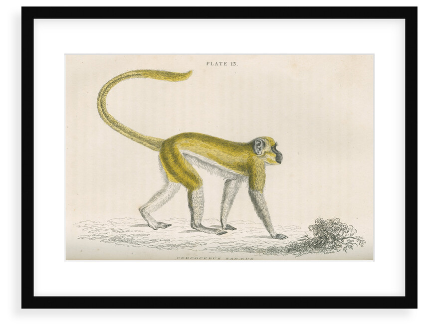 'Cercocebus sabaeus' [Green monkey] by William Home Lizars