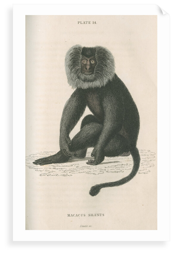 'Macacus silensus' [Lion-tailed macaque] by William Home Lizars