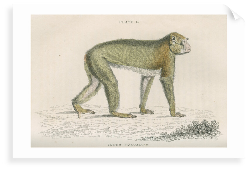 'Inuus sylvanus' [Barbary macaque] by William Home Lizars