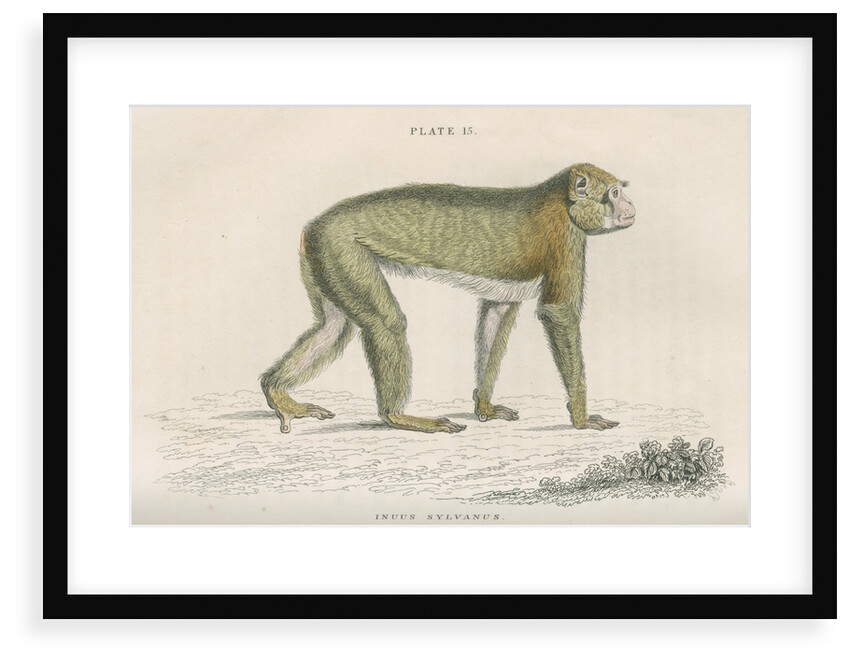 'Inuus sylvanus' [Barbary macaque] by William Home Lizars