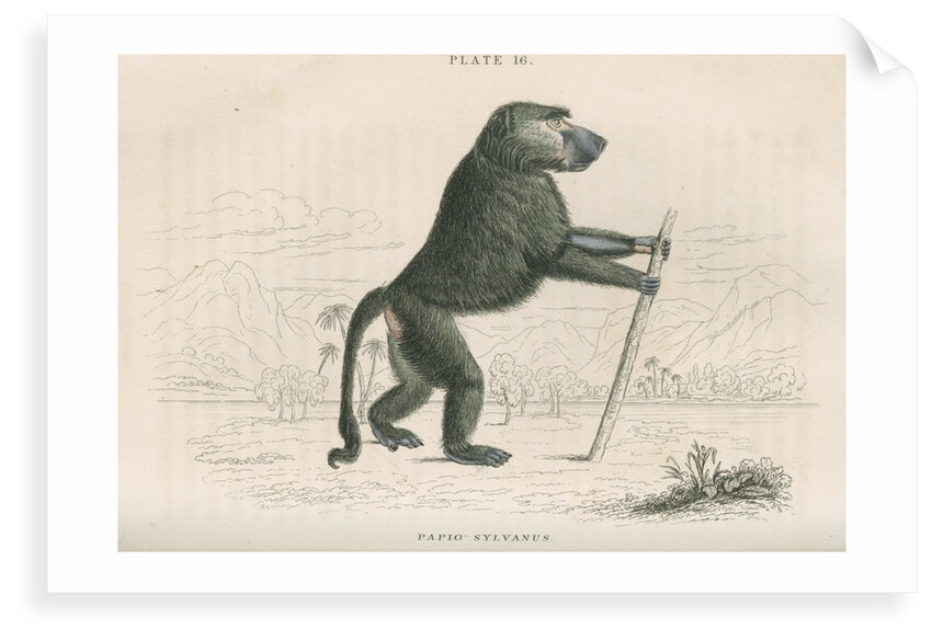 'Papio sylvanus' [Chacma baboon] by William Home Lizars