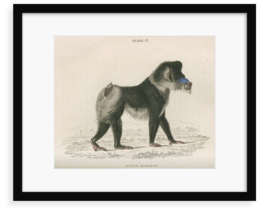'Papio mormon' [Mandrill] by William Home Lizars
