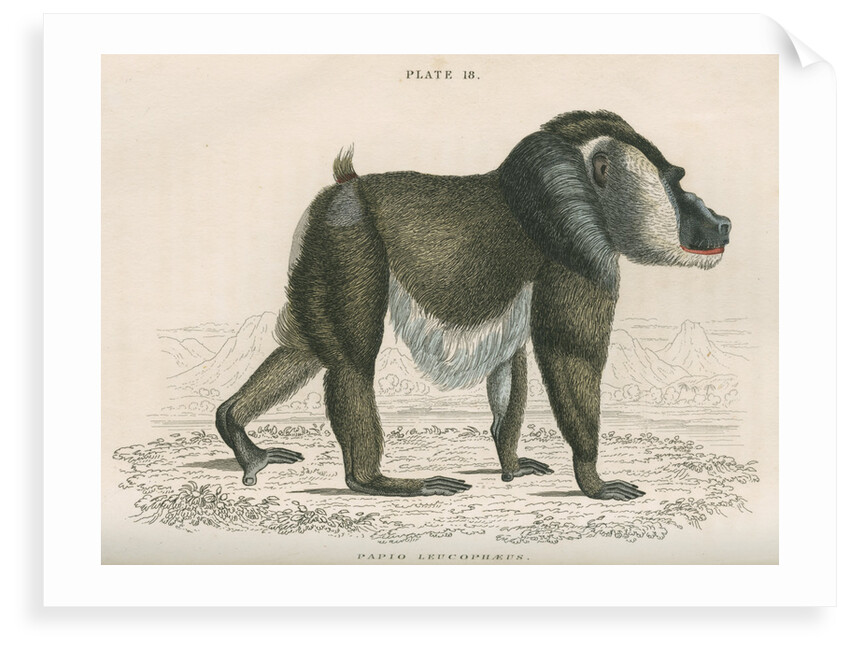 'Papio leucophaeus' [Drill] by William Home Lizars