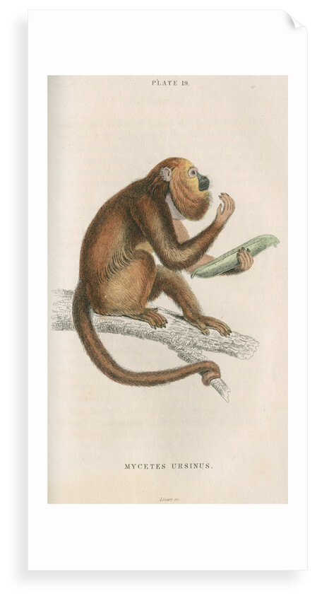 'Mycetes ursinus' [Brown howler monkey] by William Home Lizars