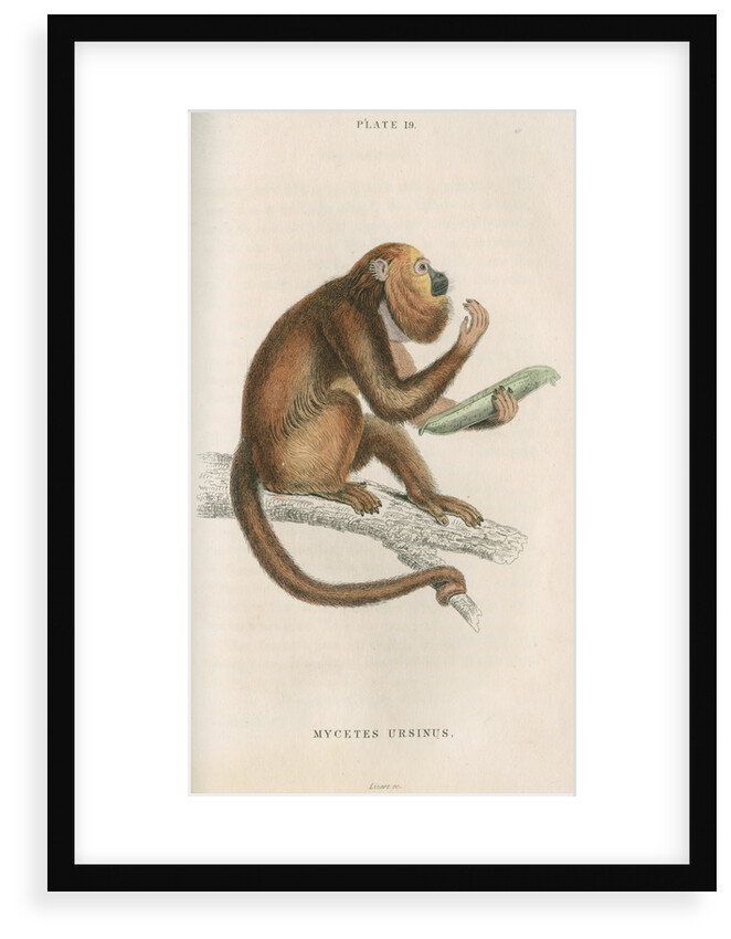 'Mycetes ursinus' [Brown howler monkey] by William Home Lizars