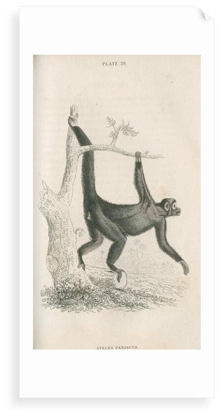 'Ateles paniscus' [Spider monkey] by William Home Lizars