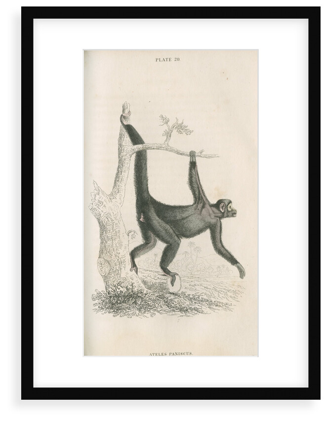 'Ateles paniscus' [Spider monkey] by William Home Lizars