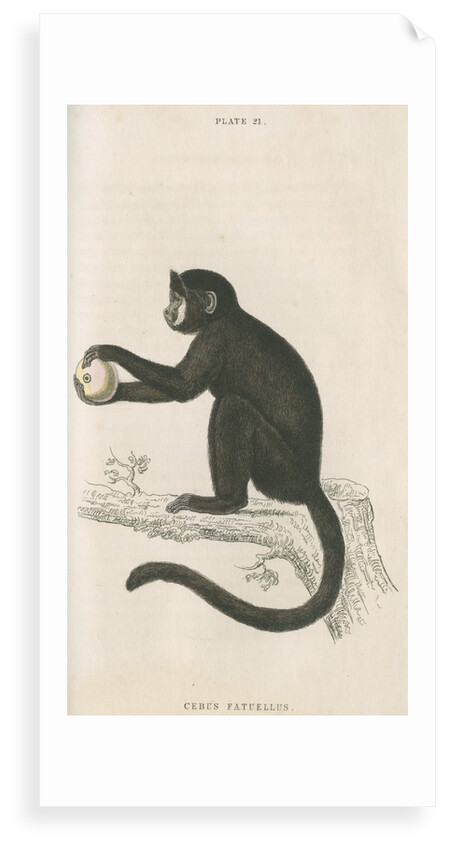 'Cebus fatuellus' [Tufted capuchin] by William Home Lizars