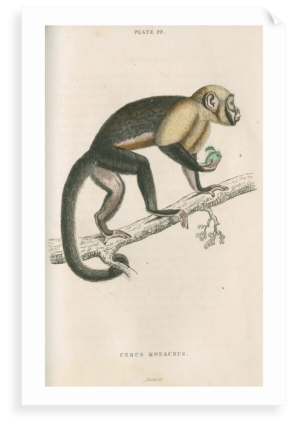 'Cebus monachus' [Large headed capuchin] by William Home Lizars