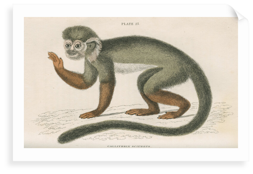 'Callithrix sciureus' [Common squirrel monkey] by William Home Lizars