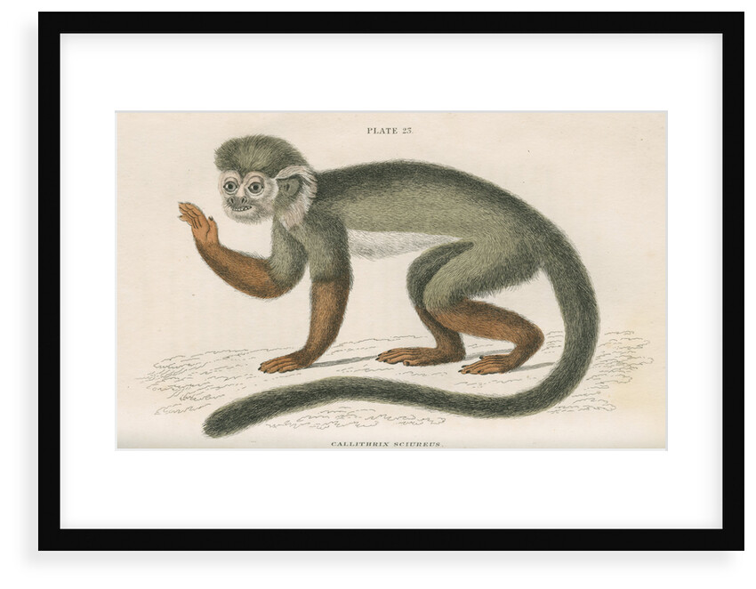 'Callithrix sciureus' [Common squirrel monkey] by William Home Lizars