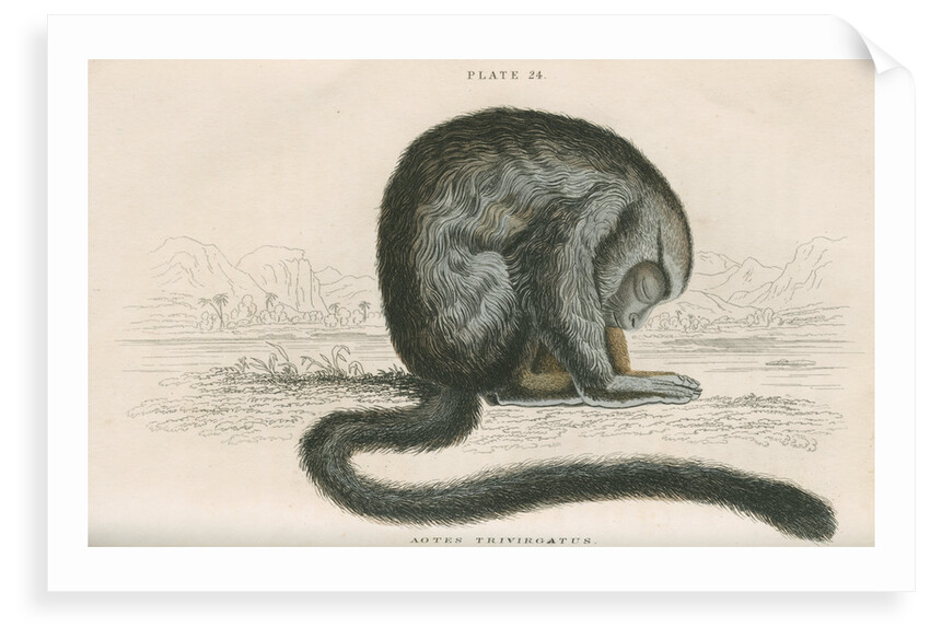 'Aotes trivirgatus' [Three-striped night monkey] by William Home Lizars
