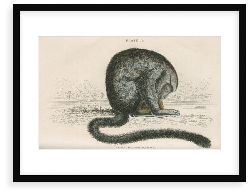'Aotes trivirgatus' [Three-striped night monkey] by William Home Lizars
