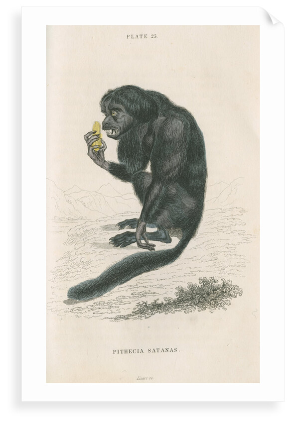 'Pithecia satanas' [Black bearded saki] by William Home Lizars