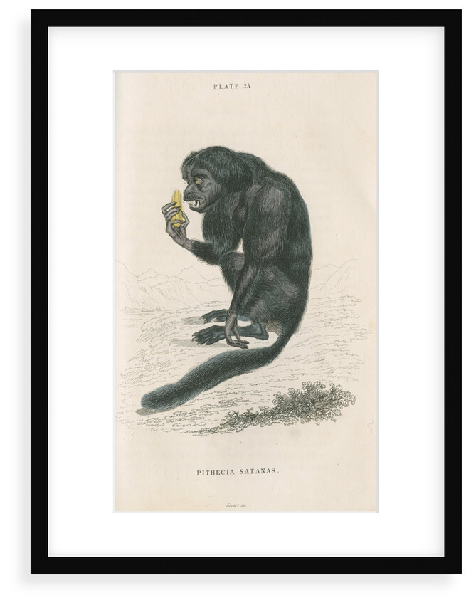 'Pithecia satanas' [Black bearded saki] by William Home Lizars