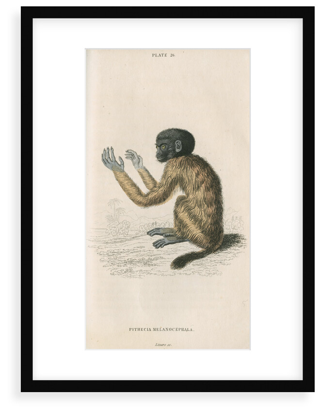 'Pithecia melanocephala' [Golden-backed uakari] by William Home Lizars