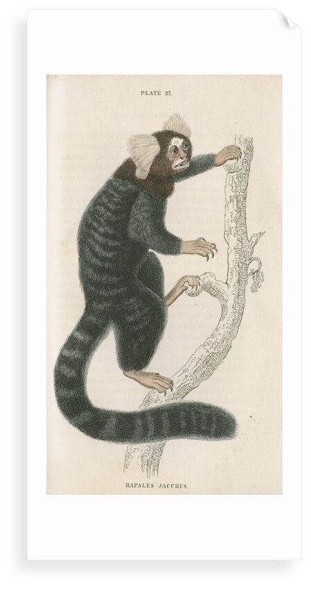 'Hapales jacchus' [Common marmoset] by William Home Lizars