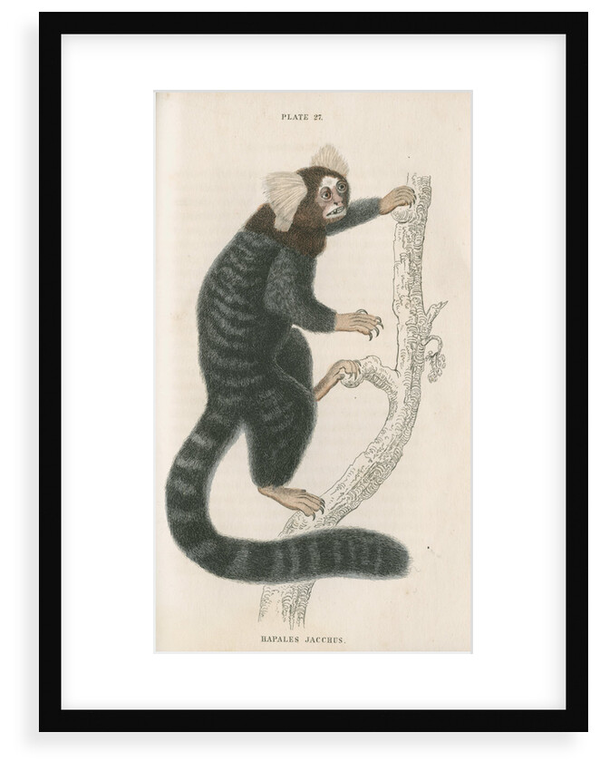'Hapales jacchus' [Common marmoset] by William Home Lizars