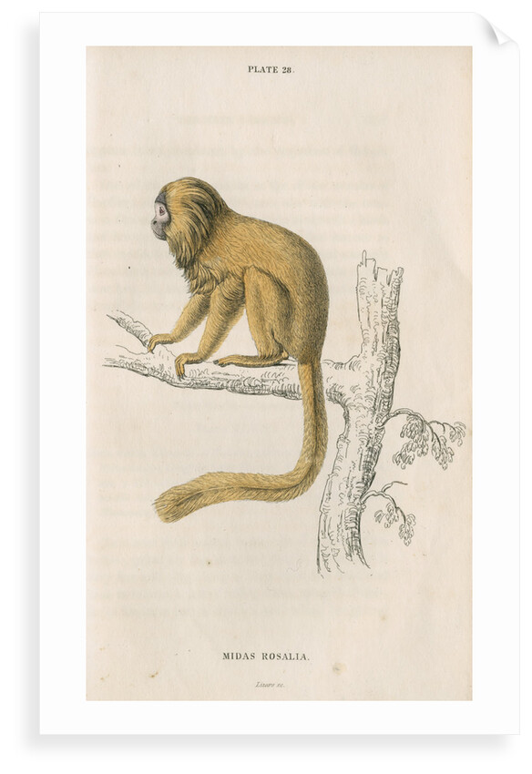 'Midas rosalia' [Golden lion tamarin] by William Home Lizars