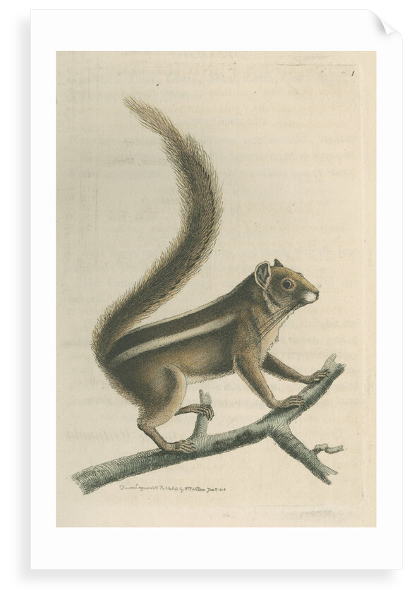 'Pencil-tailed squirrel' [Indian palm squirrel] by Richard Polydore Nodder