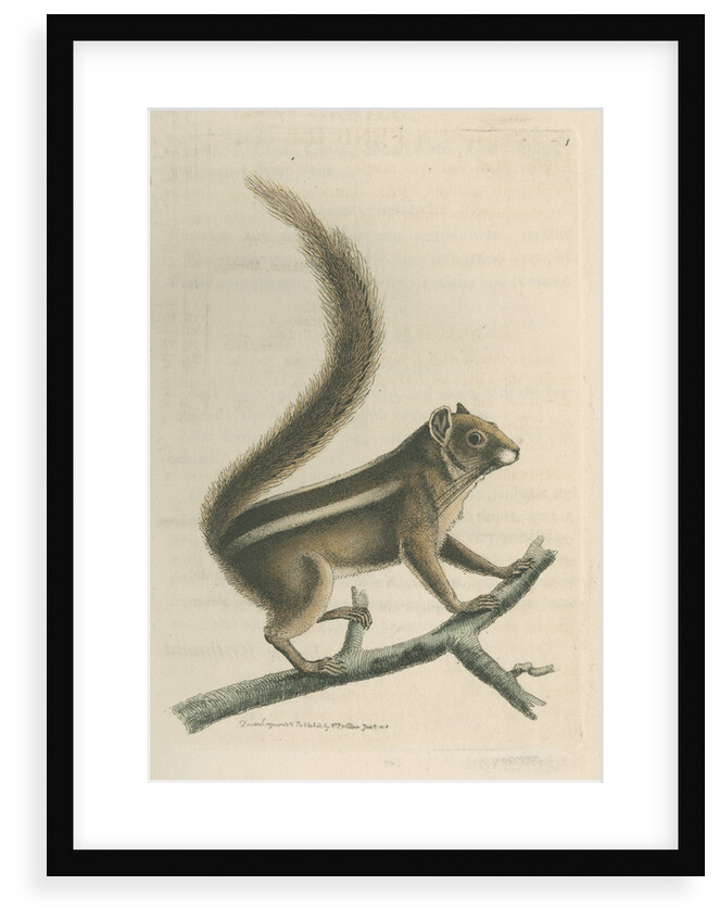'Pencil-tailed squirrel' [Indian palm squirrel] by Richard Polydore Nodder