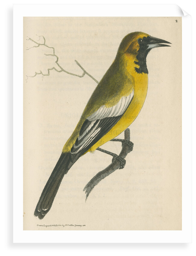 'White-shouldered banana oriole' [Oriole blackbird] by Richard Polydore Nodder