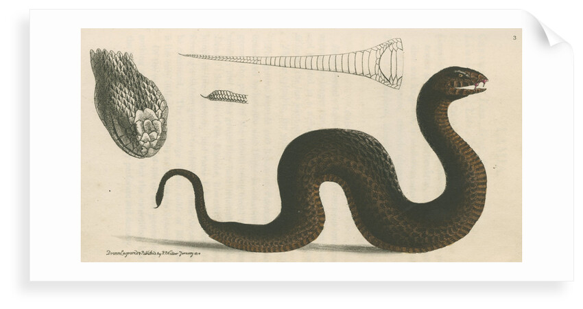 'Brown's acanthophis' [Common death adder] by Richard Polydore Nodder