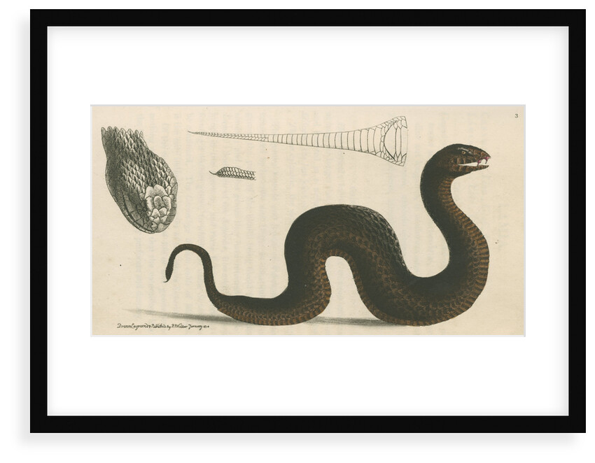 'Brown's acanthophis' [Common death adder] by Richard Polydore Nodder