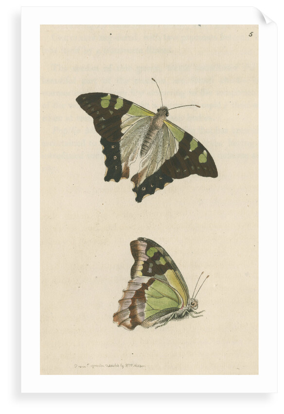 'Macleay's butterfly' [Macleay's swallowtail] by Richard Polydore Nodder
