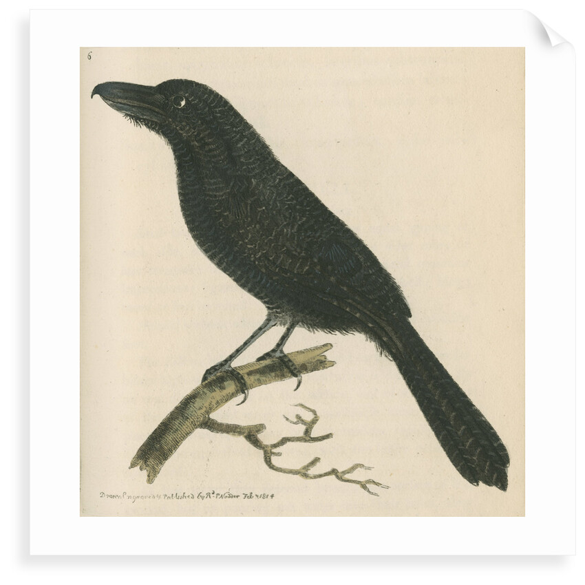 'Lineated shrike' [Fasciated antshrike] by Richard Polydore Nodder