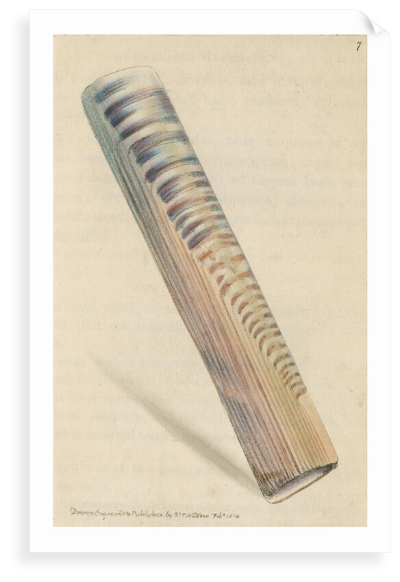 'Ceylon razor-shell' by Richard Polydore Nodder