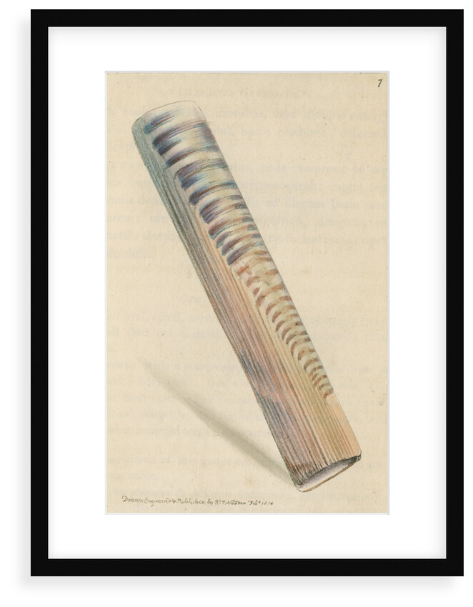 'Ceylon razor-shell' by Richard Polydore Nodder