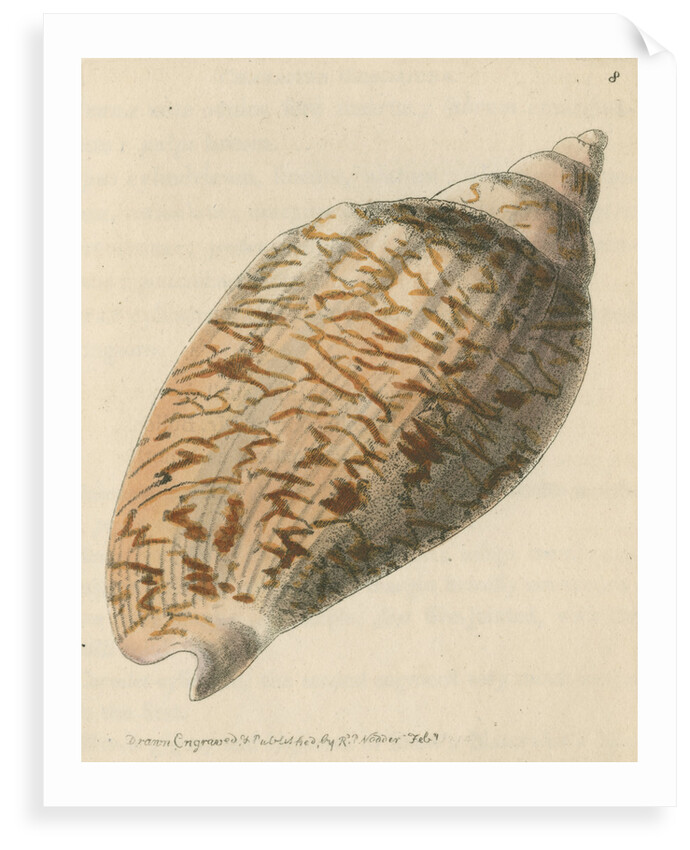 'Slightly-knotted volule' by Richard Polydore Nodder