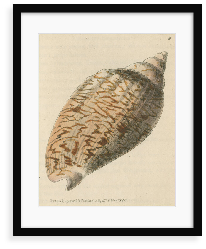 'Slightly-knotted volule' by Richard Polydore Nodder