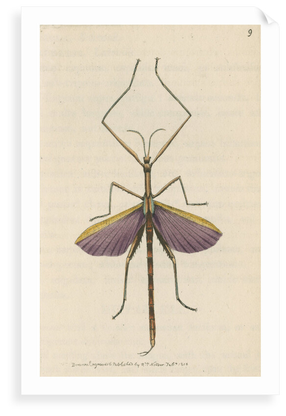 'Violet-winged phasma' [Spur-legged stick insect] by Richard Polydore Nodder