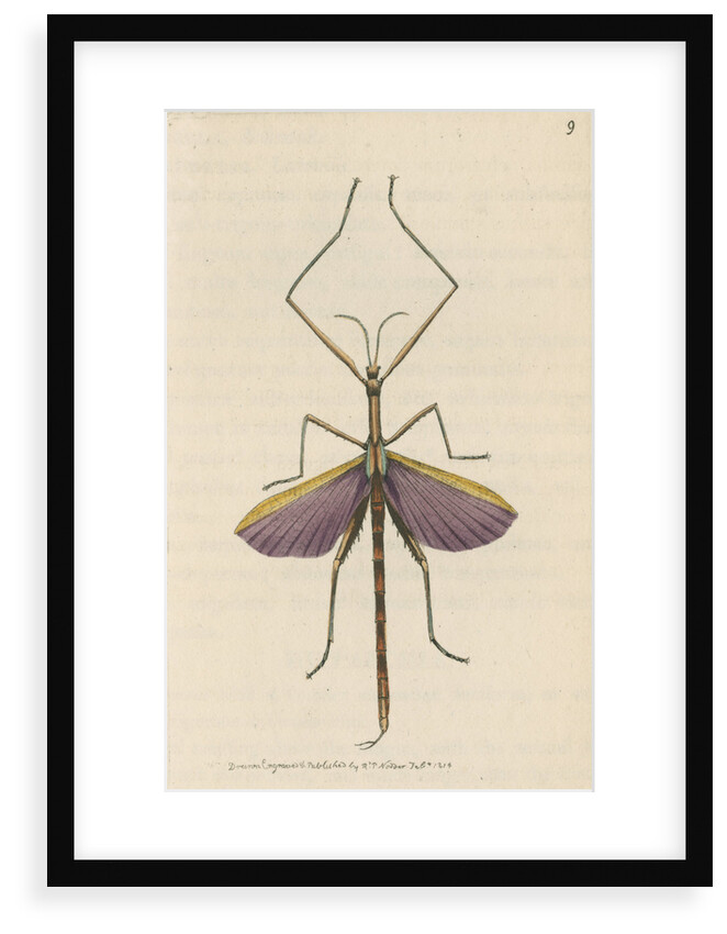 'Violet-winged phasma' [Spur-legged stick insect] by Richard Polydore Nodder