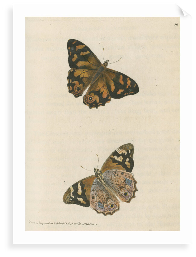 'Banksian hipparchia' [Banks's brown butterfly] by Richard Polydore Nodder