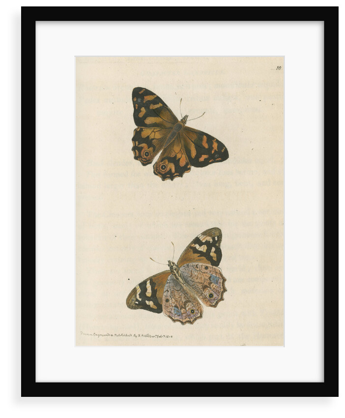'Banksian hipparchia' [Banks's brown butterfly] by Richard Polydore Nodder